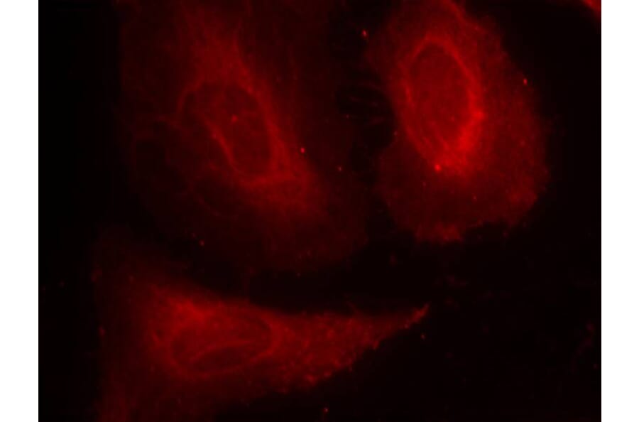 Immunofluorescence - PDK1 (Phospho-Ser241) Antibody from Signalway Antibody (11005) - Antibodies.com