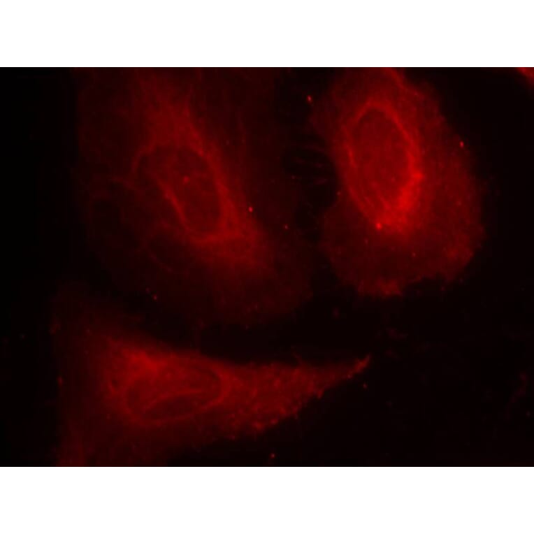 Immunofluorescence - PDK1 (Phospho-Ser241) Antibody from Signalway Antibody (11005) - Antibodies.com