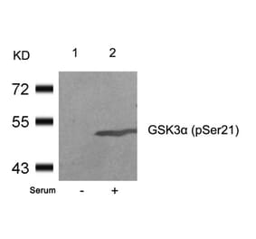 Western blot - GSK3a (Phospho-Ser21) Antibody from Signalway Antibody (11007) - Antibodies.com