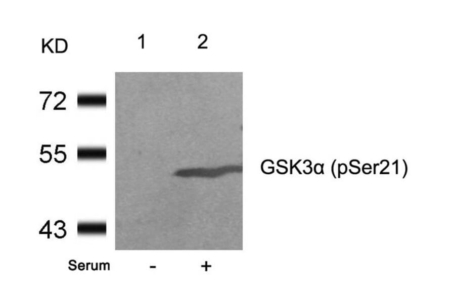 Western blot - GSK3a (Phospho-Ser21) Antibody from Signalway Antibody (11007) - Antibodies.com