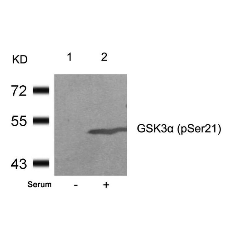 Western blot - GSK3a (Phospho-Ser21) Antibody from Signalway Antibody (11007) - Antibodies.com