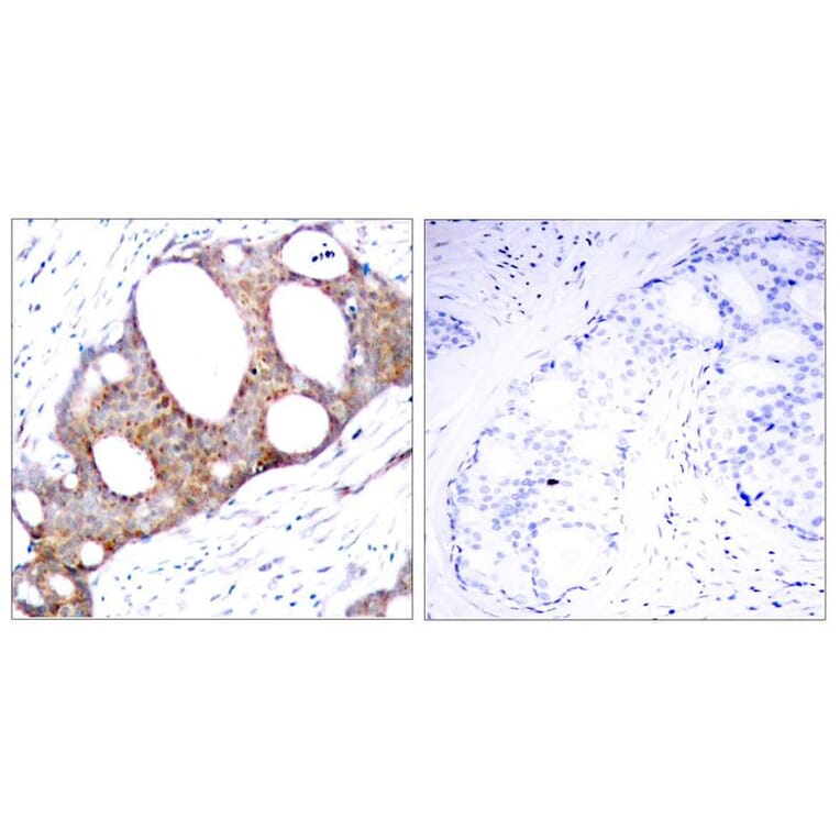 Immunohistochemistry - GSK3a (Phospho-Ser21) Antibody from Signalway Antibody (11007) - Antibodies.com