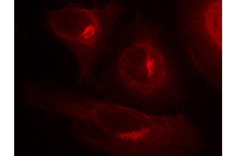 Immunofluorescence - GSK3a (Phospho-Ser21) Antibody from Signalway Antibody (11007) - Antibodies.com
