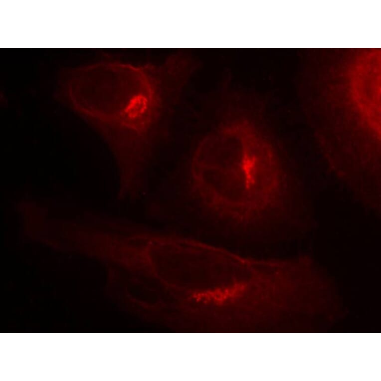 Immunofluorescence - GSK3a (Phospho-Ser21) Antibody from Signalway Antibody (11007) - Antibodies.com