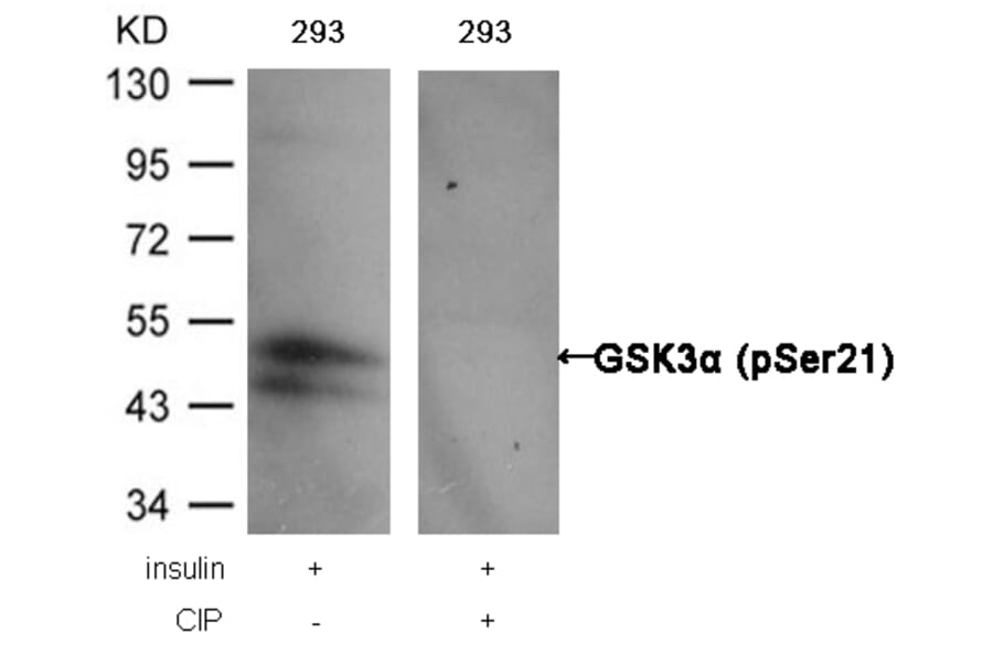 Western blot - GSK3a (Phospho-Ser21) Antibody from Signalway Antibody (11007) - Antibodies.com