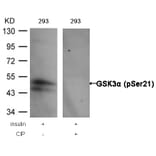 Western blot - GSK3a (Phospho-Ser21) Antibody from Signalway Antibody (11007) - Antibodies.com