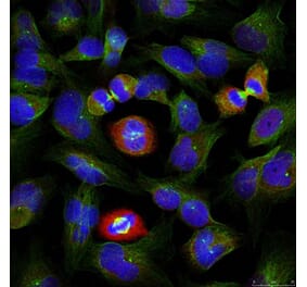 Immunofluorescence - BCL-XL (Phospho-Ser62) Antibody from Signalway Antibody (11066) - Antibodies.com