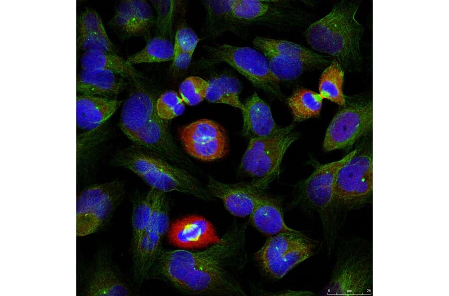 Immunofluorescence - BCL-XL (Phospho-Ser62) Antibody from Signalway Antibody (11066) - Antibodies.com
