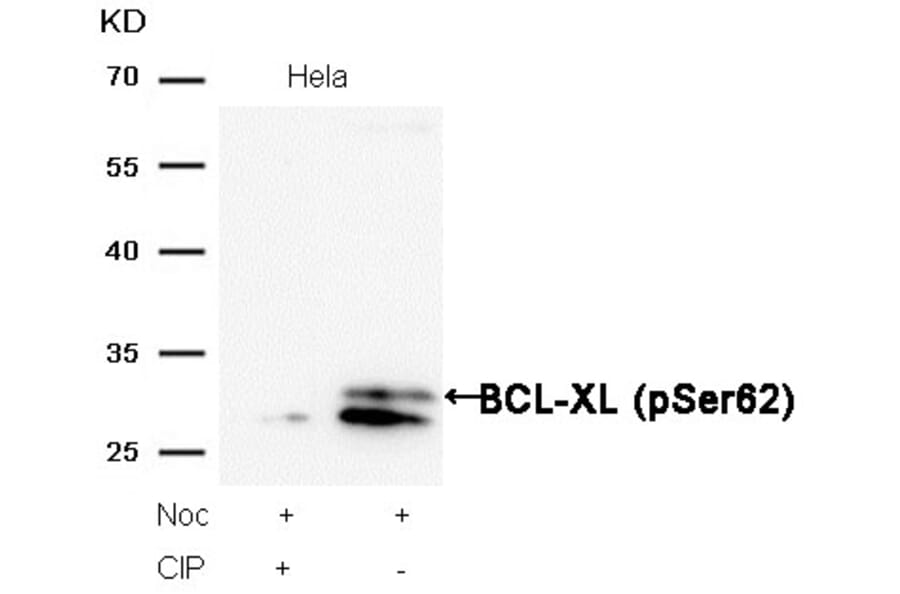 Western blot - BCL-XL (Phospho-Ser62) Antibody from Signalway Antibody (11066) - Antibodies.com