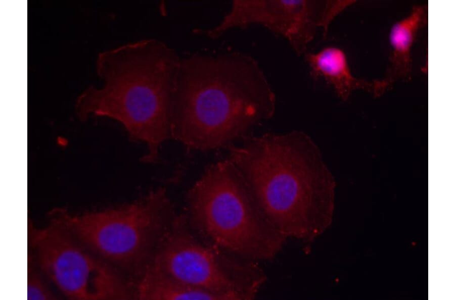 Immunofluorescence - HER2 (Phospho-Tyr877) Antibody from Signalway Antibody (11075) - Antibodies.com