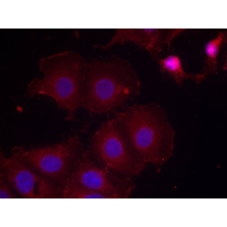 Immunofluorescence - HER2 (Phospho-Tyr877) Antibody from Signalway Antibody (11075) - Antibodies.com