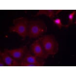 Immunofluorescence - HER2 (Phospho-Tyr877) Antibody from Signalway Antibody (11075) - Antibodies.com