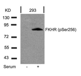 Western blot - FKHR (Phospho-Ser256) Antibody from Signalway Antibody (11115) - Antibodies.com