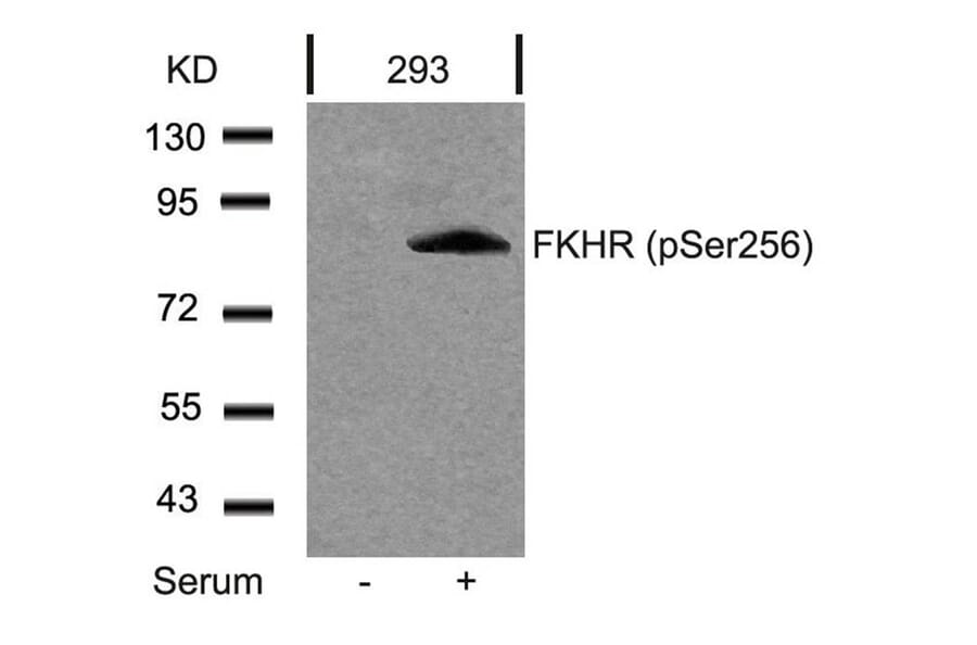 Western blot - FKHR (Phospho-Ser256) Antibody from Signalway Antibody (11115) - Antibodies.com