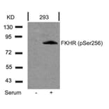 Western blot - FKHR (Phospho-Ser256) Antibody from Signalway Antibody (11115) - Antibodies.com