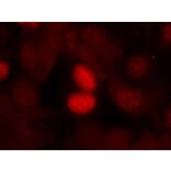 Immunofluorescence - FKHR (Phospho-Ser256) Antibody from Signalway Antibody (11115) - Antibodies.com