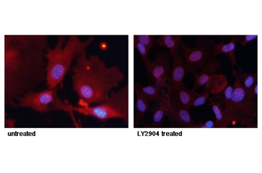 Immunofluorescence - FKHR (Phospho-Ser256) Antibody from Signalway Antibody (11115) - Antibodies.com