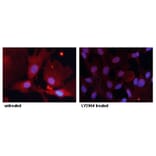 Immunofluorescence - FKHR (Phospho-Ser256) Antibody from Signalway Antibody (11115) - Antibodies.com