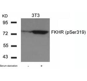 Western blot - FKHR (Phospho-Ser319) Antibody from Signalway Antibody (11136) - Antibodies.com