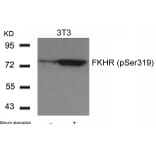 Western blot - FKHR (Phospho-Ser319) Antibody from Signalway Antibody (11136) - Antibodies.com