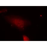 Immunofluorescence - FKHR (Phospho-Ser319) Antibody from Signalway Antibody (11136) - Antibodies.com