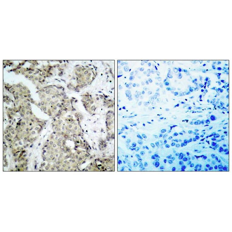 Immunohistochemistry - MKK6 (Phospho-Ser207) Antibody from Signalway Antibody (11146) - Antibodies.com