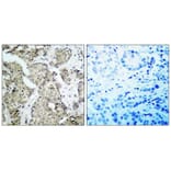 Immunohistochemistry - MKK6 (Phospho-Ser207) Antibody from Signalway Antibody (11146) - Antibodies.com