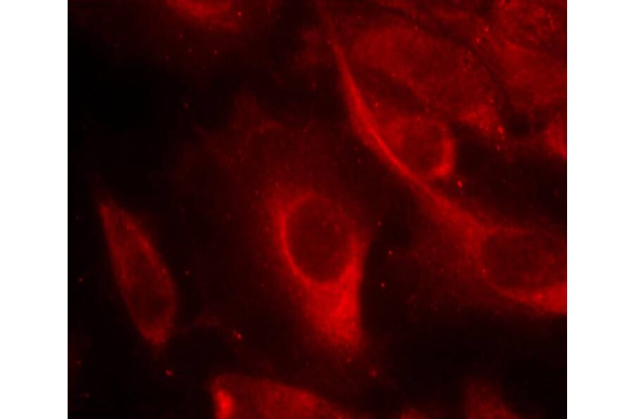 Immunofluorescence - MKK6 (Phospho-Ser207) Antibody from Signalway Antibody (11146) - Antibodies.com