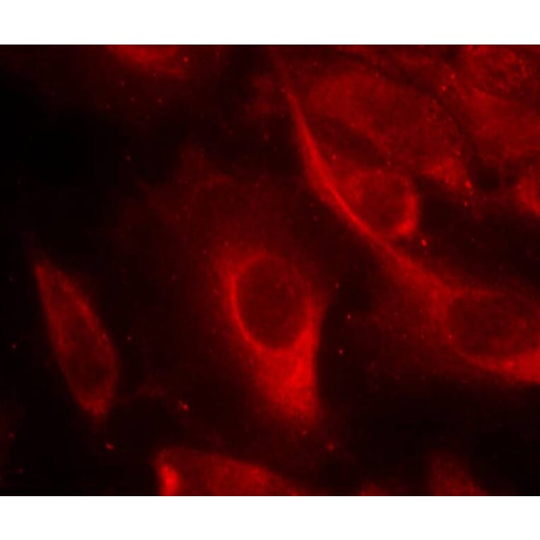 Immunofluorescence - MKK6 (Phospho-Ser207) Antibody from Signalway Antibody (11146) - Antibodies.com