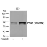 Western blot - PAK1 (Phospho-Thr212) Antibody from Signalway Antibody (11154) - Antibodies.com