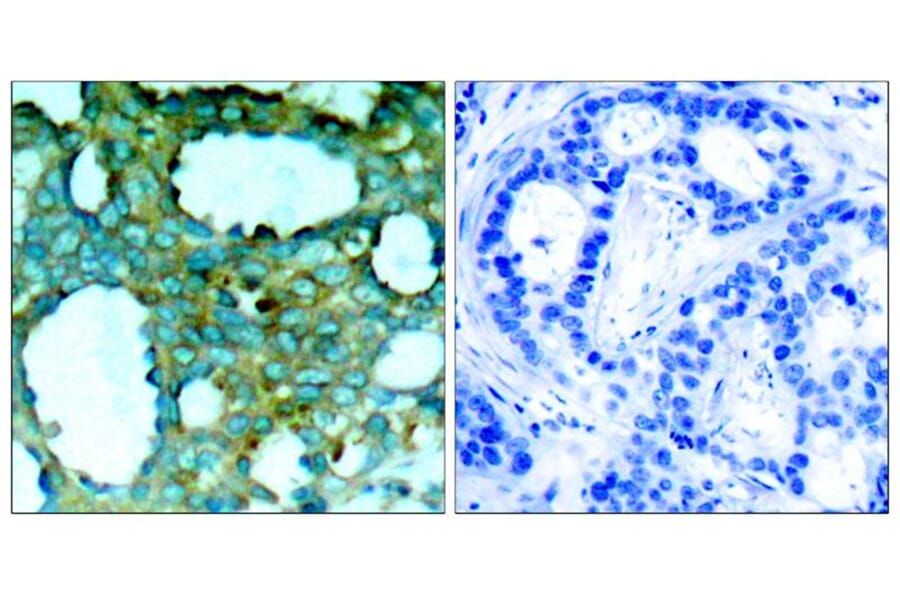 Immunohistochemistry - PAK1 (Phospho-Thr212) Antibody from Signalway Antibody (11154) - Antibodies.com