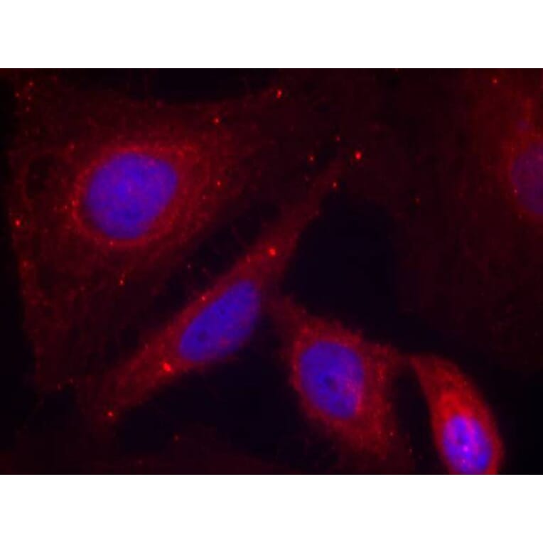 Immunofluorescence - PAK1 (Phospho-Thr212) Antibody from Signalway Antibody (11154) - Antibodies.com