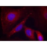 Immunofluorescence - PAK1 (Phospho-Thr212) Antibody from Signalway Antibody (11154) - Antibodies.com