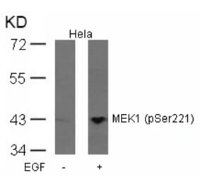 Western blot - MEK1 (Phospho-Ser221) Antibody from Signalway Antibody (11161) - Antibodies.com