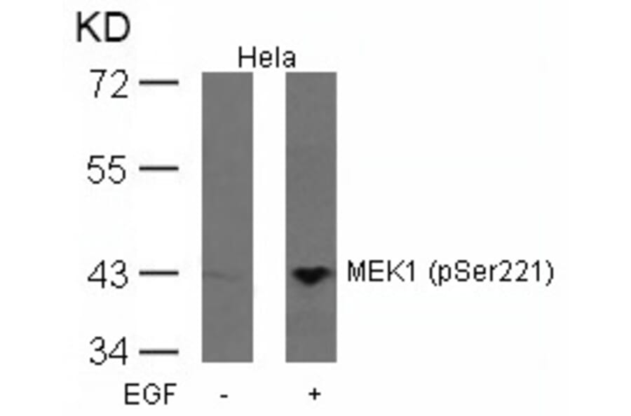 Western blot - MEK1 (Phospho-Ser221) Antibody from Signalway Antibody (11161) - Antibodies.com