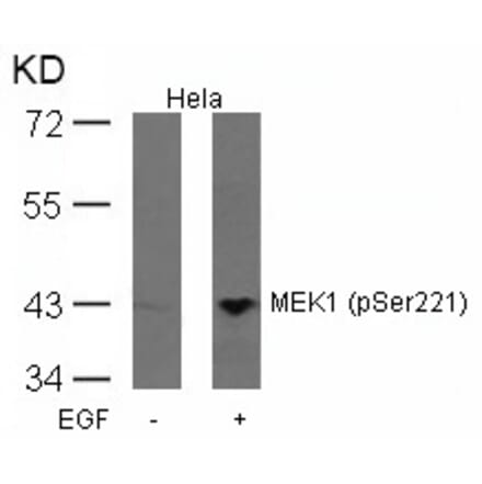 Western blot - MEK1 (Phospho-Ser221) Antibody from Signalway Antibody (11161) - Antibodies.com