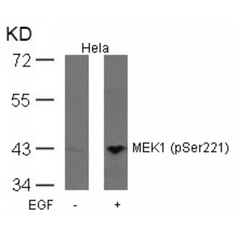 Western blot - MEK1 (Phospho-Ser221) Antibody from Signalway Antibody (11161) - Antibodies.com