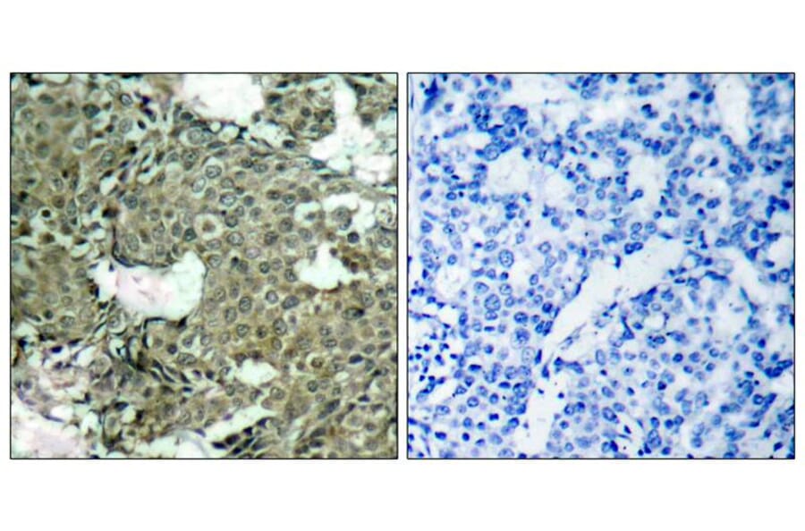 Immunohistochemistry - MEK1 (Phospho-Ser221) Antibody from Signalway Antibody (11161) - Antibodies.com