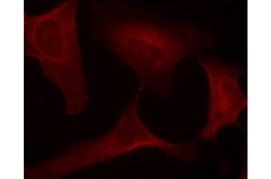 Immunofluorescence - MEK1 (Phospho-Ser221) Antibody from Signalway Antibody (11161) - Antibodies.com