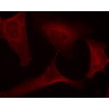 Immunofluorescence - MEK1 (Phospho-Ser221) Antibody from Signalway Antibody (11161) - Antibodies.com
