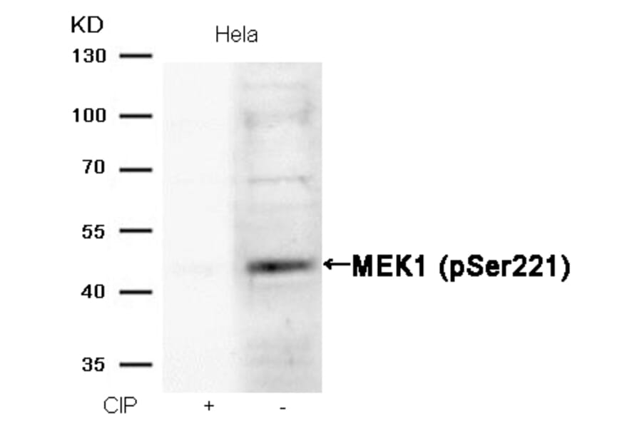 Western blot - MEK1 (Phospho-Ser221) Antibody from Signalway Antibody (11161) - Antibodies.com