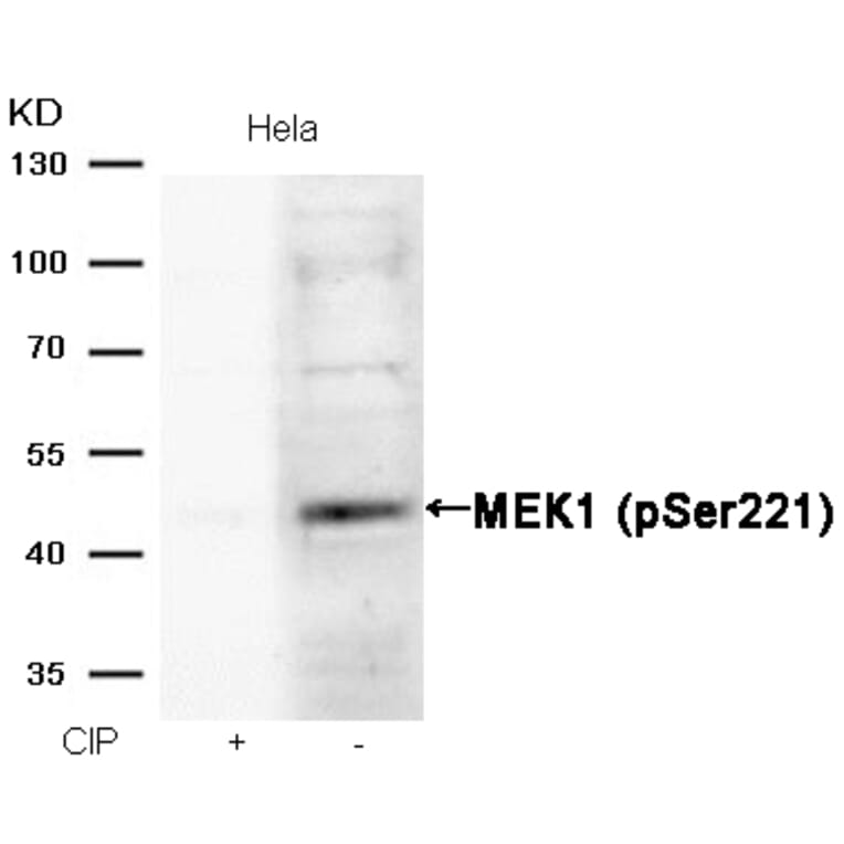 Western blot - MEK1 (Phospho-Ser221) Antibody from Signalway Antibody (11161) - Antibodies.com