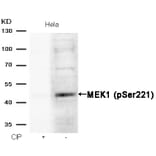Western blot - MEK1 (Phospho-Ser221) Antibody from Signalway Antibody (11161) - Antibodies.com