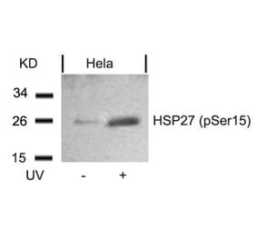 Western blot - HSP27 (Phospho-Ser15) Antibody from Signalway Antibody (11164) - Antibodies.com