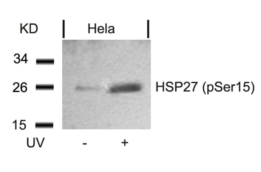 Western blot - HSP27 (Phospho-Ser15) Antibody from Signalway Antibody (11164) - Antibodies.com