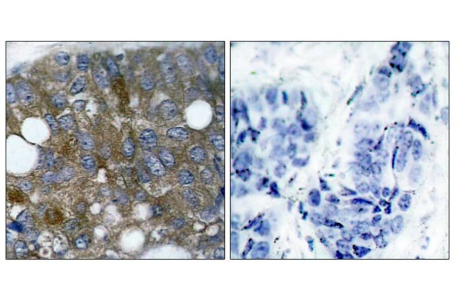 Immunohistochemistry - HSP27 (Phospho-Ser15) Antibody from Signalway Antibody (11164) - Antibodies.com