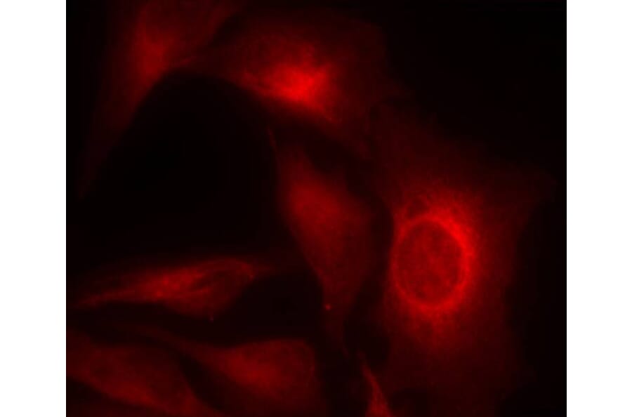 Immunofluorescence - HSP27 (Phospho-Ser15) Antibody from Signalway Antibody (11164) - Antibodies.com