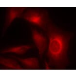 Immunofluorescence - HSP27 (Phospho-Ser15) Antibody from Signalway Antibody (11164) - Antibodies.com