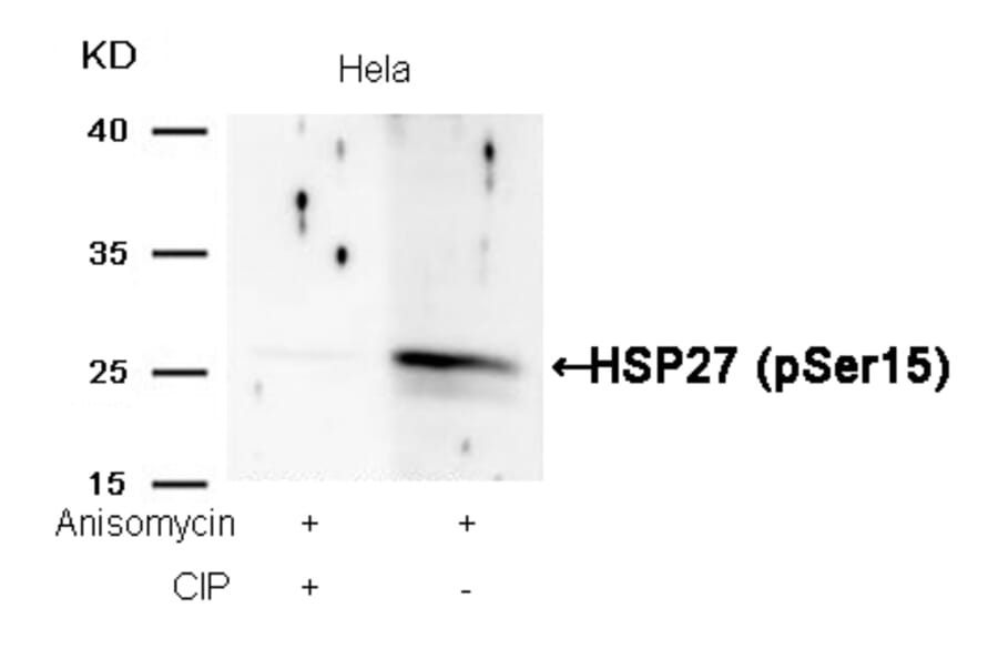Western blot - HSP27 (Phospho-Ser15) Antibody from Signalway Antibody (11164) - Antibodies.com