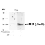 Western blot - HSP27 (Phospho-Ser15) Antibody from Signalway Antibody (11164) - Antibodies.com